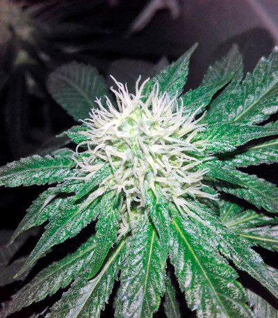 Lithium OG Kush (Nirvana Seeds) — изображение 5