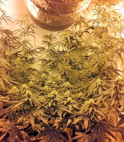 Lithium OG Kush (Nirvana Seeds) — изображение 6