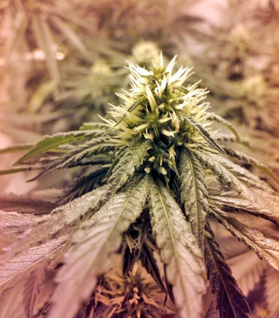 Lithium OG Kush (Nirvana Seeds) — изображение 7