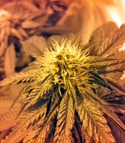 Lithium OG Kush (Nirvana Seeds) — изображение 8