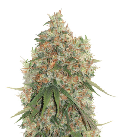 Arjan's Strawberry Haze fem (GHS) семена конопли