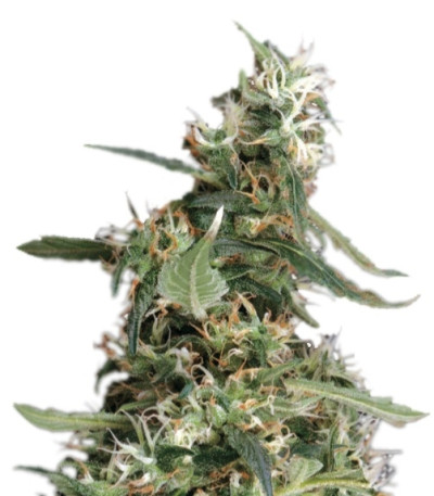 Arjan's Ultra Haze #1 fem (GHS) семена конопли