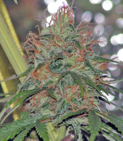 Arjan's Strawberry Haze fem (GHS) семена конопли — изображение 4