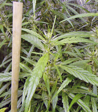 Arjan's Ultra Haze #1 fem (GHS) семена конопли — изображение 3