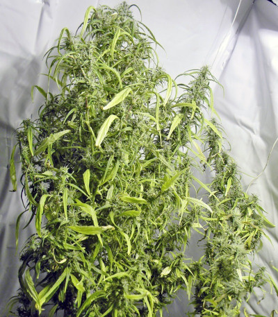 Arjan's Ultra Haze #1 fem (GHS) семена конопли — изображение 4