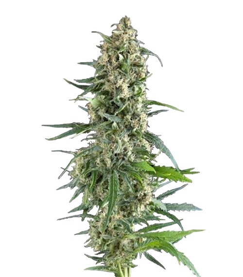 Auto Amnesia Gold fem (Pyramid Seeds) семена конопли