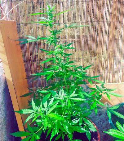 Семена сорта White Widow (00 Seeds) — изображение 3