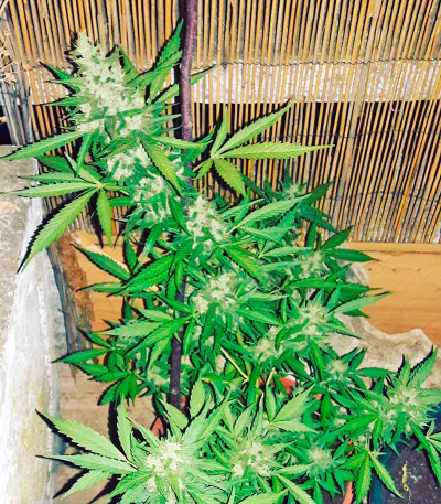 Семена сорта White Widow (00 Seeds) — изображение 4