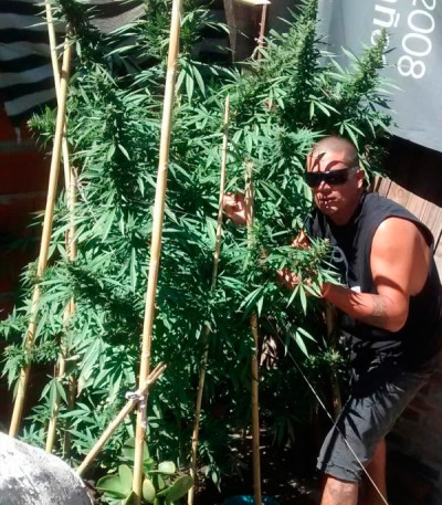 Семена сорта Black Russian fem (Delicious Seeds) — изображение 3