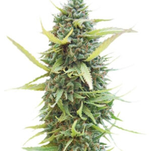 Семена сорта Colombian Gold fem (World of Seeds)