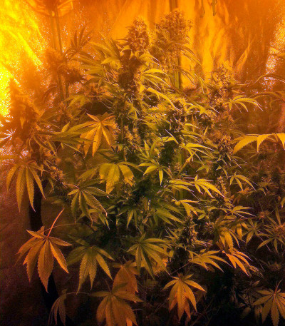 Семена сорта Colombian Gold fem (World of Seeds) — изображение 3