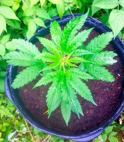 Семена сорта Colombian Gold fem (World of Seeds) — изображение 4