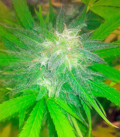Семена сорта Colombian Gold fem (World of Seeds) — изображение 5