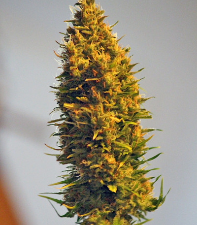 K.O. Kush fem (Heavyweight Seeds) семена конопли — изображение 4