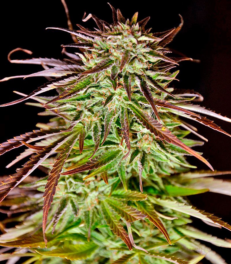 Семена сорта Afghan Kush X Yumbolt (World of Seeds) — изображение 5