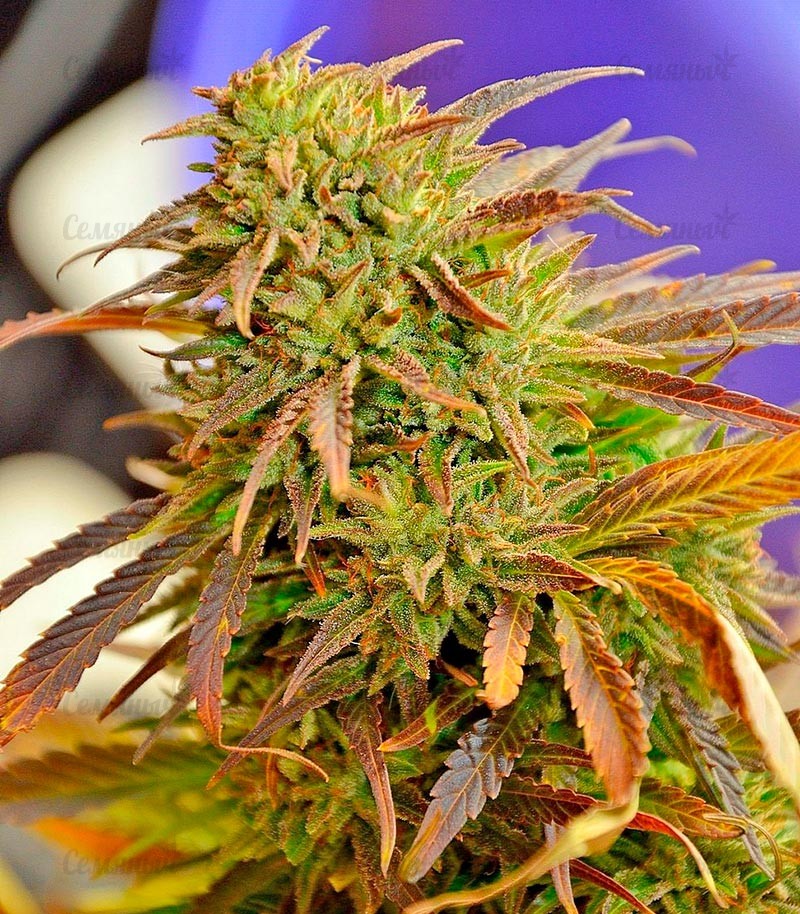 Семена сорта Afghan Kush X Yumbolt (World of Seeds) — изображение 6