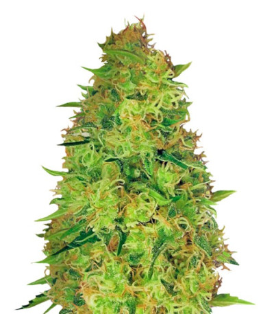 Семена сорта Red Leicester Tease (Dr. Krippling Seeds)