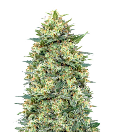 Семена сорта White Widow (00 Seeds)