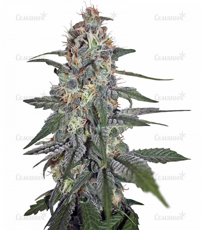 Семена сорта Afghan Kush X Yumbolt (World of Seeds)