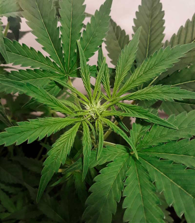 Holy Punch fem (GHS) семена конопли — изображение 3