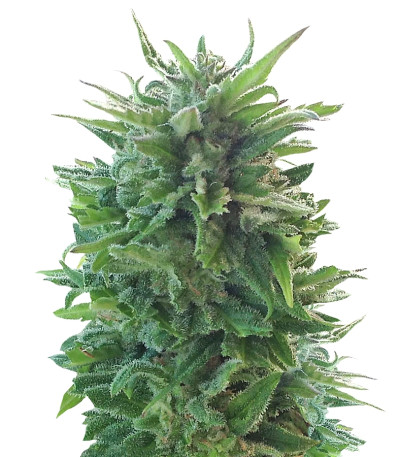 Blueberry Cheese Auto (Blue Cheese Auto) fem (Barney's Farm)