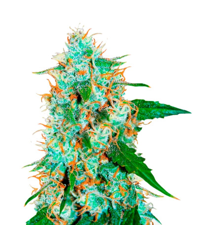 Critical Neville Haze 2.0 fem (Delicious Seeds)