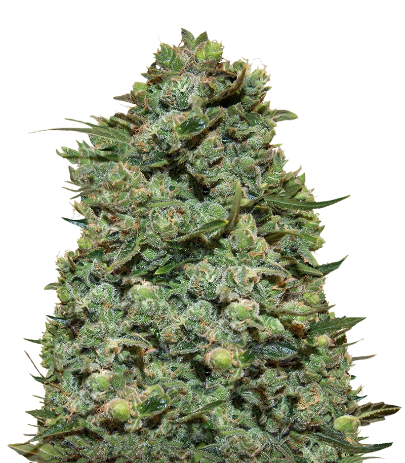 Семена сорта Cookies Kush (Barney's Farm)