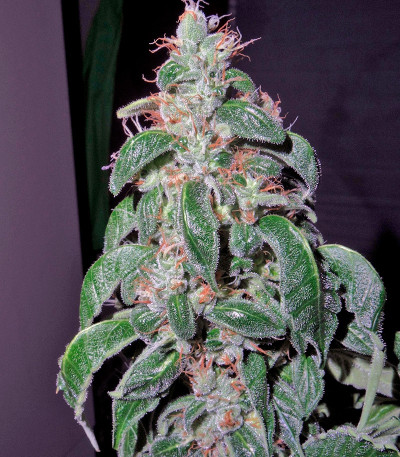 Семена сорта Cookies Kush (Barney's Farm) — изображение 3