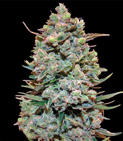 Семена сорта Cookies Kush (Barney's Farm) — изображение 4