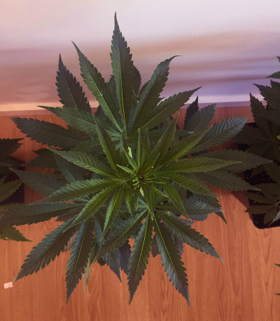Critical Neville Haze 2.0 fem (Delicious Seeds) — изображение 3