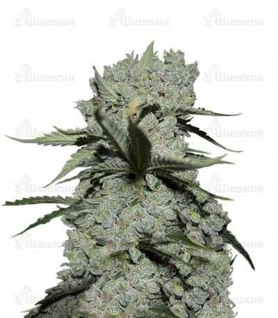 Critical Kush (Barney's Farm) семена конопли