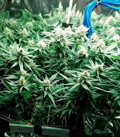 Fruit Punch Auto fem (Heavyweight Seeds) — изображение 4