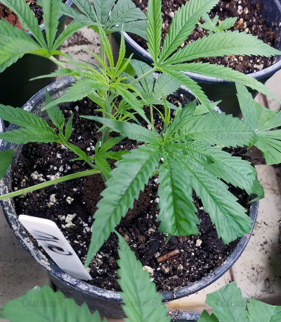 Goldmine fem (Heavyweight Seeds) — изображение 4