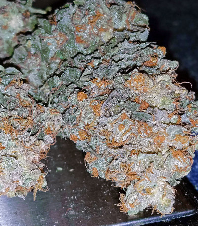 Goldmine fem (Heavyweight Seeds) — изображение 3