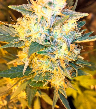 Goldmine fem (Heavyweight Seeds) — изображение 5