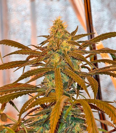 Lemon Cake fem (Heavyweight Seeds) — изображение 3