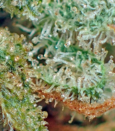 Strawberry Cake fem (Heavyweight Seeds) — изображение 5