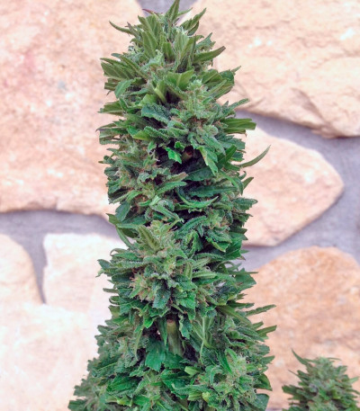 Blueberry Cheese Auto (Blue Cheese Auto) fem (Barney's Farm) — изображение 3