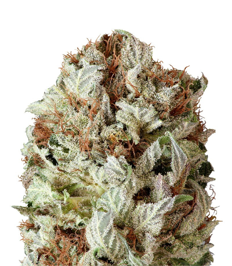 Extreme Impact Auto fem (Heavyweight Seeds)