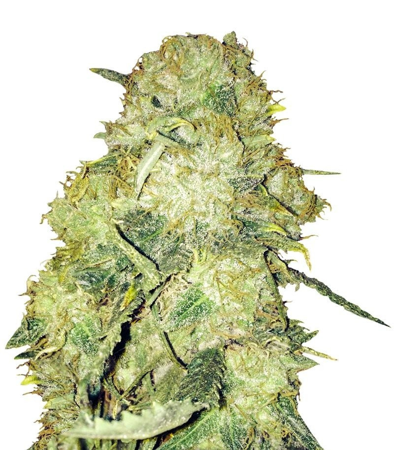 Goldmine fem (Heavyweight Seeds)