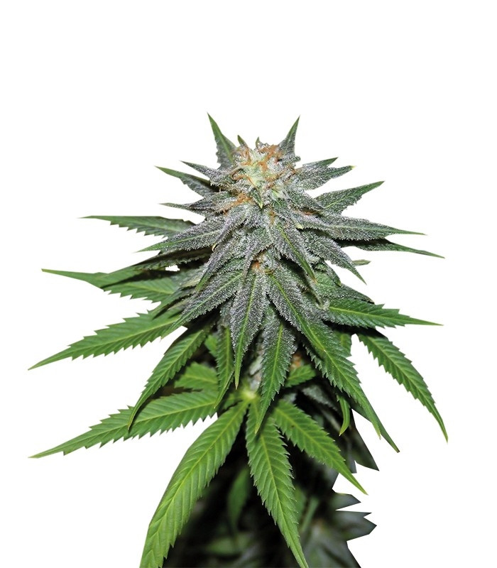 Pineapple Express auto fem (Barney's Farm)