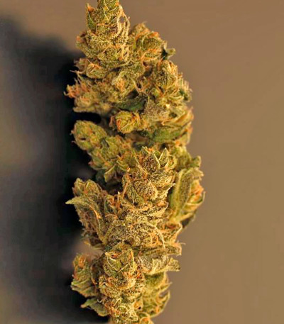 Triple Cheese fem (Barney's Farm) — изображение 3