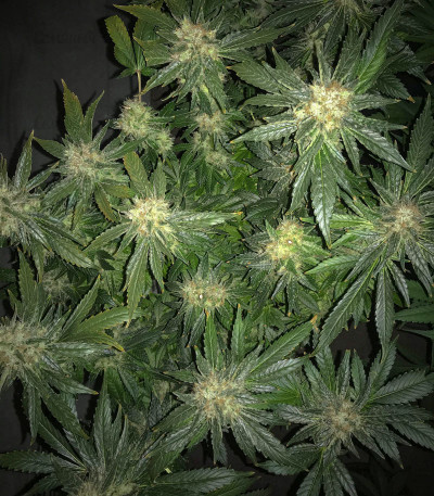 Семена сорта Anubis fem (Pyramid Seeds) — изображение 2