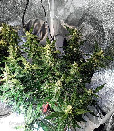 Семена сорта Auto Do-Si-Dos Cookies fem (00 Seeds) — изображение 2
