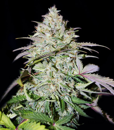Семена сорта Auto Do-Si-Dos Cookies fem (00 Seeds) — изображение 3