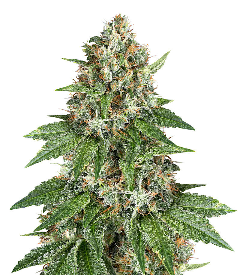 Auto Do-Si-Dos Cookies fem (00 Seeds)