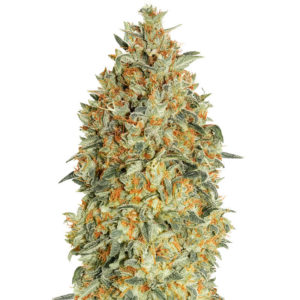 Семена сорта Auto Gorilla Blue fem (Advanced Seeds)