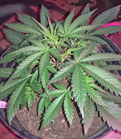 Семена сорта Blue Mystic fem (Nirvana Seeds) — изображение 3