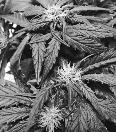 Семена сорта Blue Mystic fem (Nirvana Seeds) — изображение 2