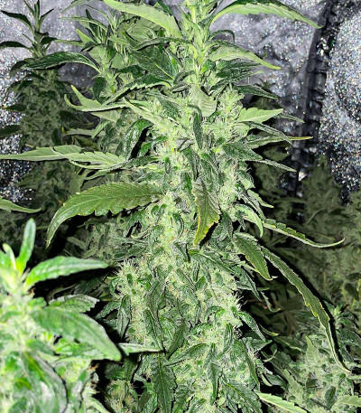 Bruce Banner #3 fem (Herbies Seeds) — изображение 2